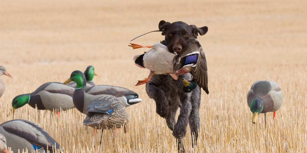 Hunting season must-haves: field knives and tools