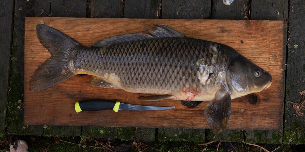 Fishing knife guide: fillet knives, bait knives, and field use
